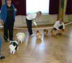 z prava CURLY SUE of Maja´s pomeranianworld, SCIROCCO Lví domov, IVO Mariadolf, WANDA Lví domov