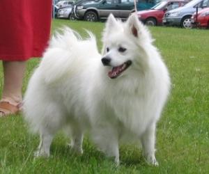 Stredný špic