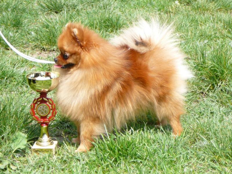 Curly Sue of Maja´s Pomeranianworld trpaslík