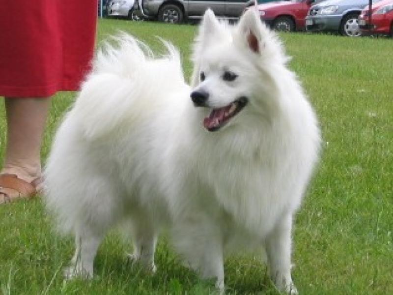 ATHENA Biele zlato