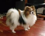 Whistcherieboheme - 10mes - strakoš