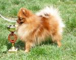 Curly Sue of Maja´s Pomeranianworld trpaslík