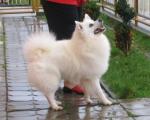 YBER KING Lukato Gold - 18 mesiacov