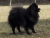 Trpasličí špic čierny - CASSIUS Aramgad 2037644199