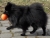 Trpasličí špic čierny - CASSIUS Aramgad 396231002