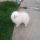 MAXIMILIAM SNOW ANGEL PRIDE OF POM