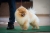 Trpasličí špic oranžový - Bosco Boo POM REJNA 213327121