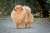 Trpasličí špic oranžový - Bellissima POM Rejna 1460362287