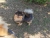 Malý špic black and tan - I LOVE YOU MINNIE ME FLUFFY HONEY 2080446441