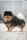 Malý špic black and tan - I LOVE YOU MINNIE ME FLUFFY HONEY 1675309864