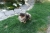 Malý špic black and tan - I LOVE YOU MINNIE ME FLUFFY HONEY 980564960