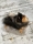 Malý špic black and tan - I LOVE YOU MINNIE ME FLUFFY HONEY 965814130