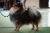 Malý špic black and tan - I LOVE YOU MINNIE ME FLUFFY HONEY 268180371