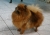 Trpasličí špic oranžový - LINDA Mariadolf 620961483