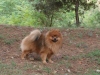 Malý špic orange sable - ARAMIS FURRY LUCK 403855842