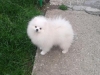 MAXIMILIAM SNOW ANGEL PRIDE OF POM