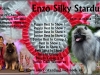 Vlčí špic vlkosivý - Enzo Silky Stardust 705363363