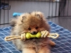 Malý špic orange sable - Geox Norbert Fluffy honey 1722145893
