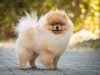 Trpasličí špic oranžový - Bosco Boo POM REJNA 872289294
