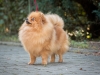 Trpasličí špic oranžový - Bellissima POM Rejna 1460362287
