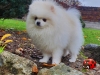 Trpasličí špic biely - KOLANI ROMEO BIANCO 852740680