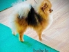 Trpasličí špic oranžový - ISABEL-POM MARIADOLF 2115363569