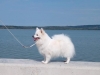 Malý špic biely - KUNHEGYESI BLEKI DELPHINE THE WHITE-MANÓ 1786299319