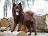 Stredný špic hnedý - GRACE GENTLE TYRNACANIS 939036381