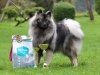 Vlčí špic vlkosivý - CARA BELLA GENTLE BARBARIAN 749746552