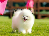Trpasličí špic biely - EVEREST White pearl pom 985223017