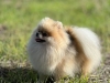 Trpasličí špic creme-sable - LARA CROFT FLUFFY HONEY 9703174