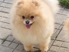 Trpasličí špic oranžový - PETTY POM MARIADOLF 1561680494